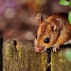 trampas con pegamento para roedores