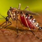 El mosquito Aedes aegypti es el que transmite la chincungunya.