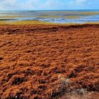 sargazo-caribe-mexico_4_732x400