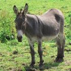 Burro (Fuente externa)