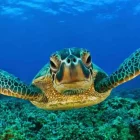 tortuga-carey