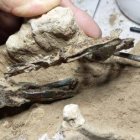Fósil de un pájaro carpintero (Fuente externa)