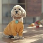 Consejos para el cuidado de tu mascota, foto, fuente externa.