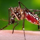 Dengue 