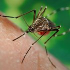 Sigue preocupación por brotes de dengue en Latinoamérica 