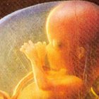 Feto  fuente externa 17/01/2008