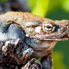 Veneno de un sapo, opción terapéutica contra la depresión