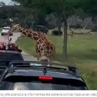 Una jirafa levantó de un vehículo a una niña de 2 años en un safari