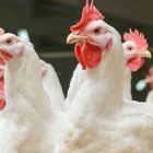 Producción de pollos.