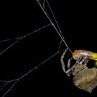  La araña “despliega un procedimiento especializado de manipulación de presas