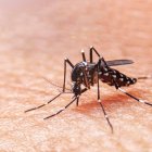 República Dominicana registra 1,182 casos confirmados de dengue