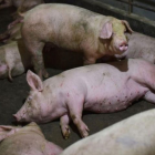 La peste porcina no representa un riesgo para lo humanos.