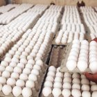 En el 2011 había 350 productores de huevos y ahora existen 700 productores, critica Asohuevo.