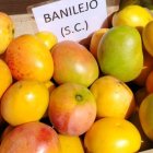 MANGOS BANILEJOS PAGINA  13