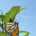 Mariposa monarca poniendo huevos en una planta de algodoncillo medicinal.