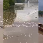 Miles de peces muertos en el río Soco: la  reacción de Medio Ambiente  