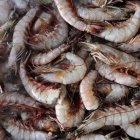 20xp-shrimp-superJumbo