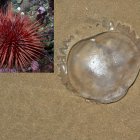 Documento A4 Horizontal Hoja de Papel con Estrellas Adorable Beige (3)