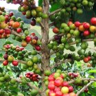 Los representantes de los caficultores  abogan por una aplicación efectiva del pago por servicios ambientales.