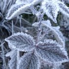 La vegetación amaneció cubierta de blanco en Valle Nuevo