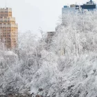 arboles cubiertos de hielo y nieve en las Cataratas del Niágara en su parte estadounidense, en Nueva York (EE.UU). EFE