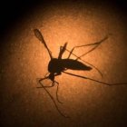 El Zika reduce la fertilidad y la testosterona en ratones, según un estudio Londre