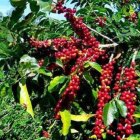 Una plantación de café