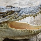 Imagen de referencia de un cocodrilo