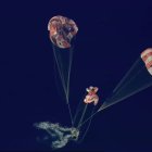 Amerizaje de Orión, la cápsula con los tripulantes de la misión Artemis II