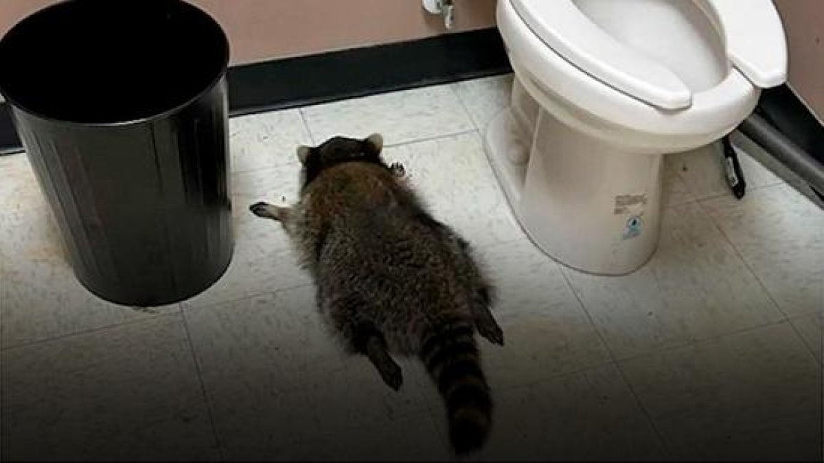 Mapache dormido en baño de licorería tras emborracharse