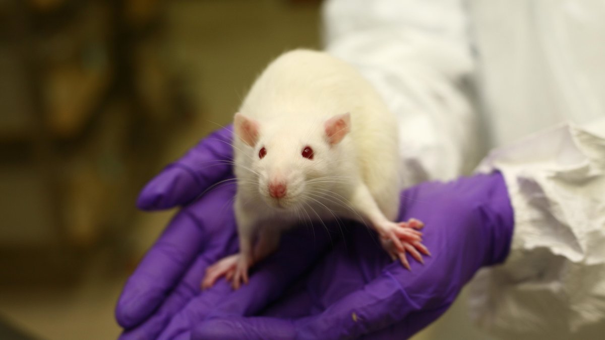 Cáncer de páncreas