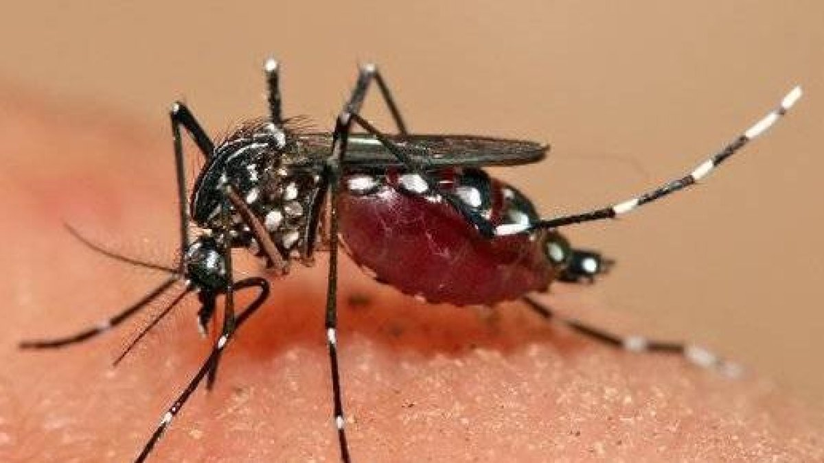 Dengue 