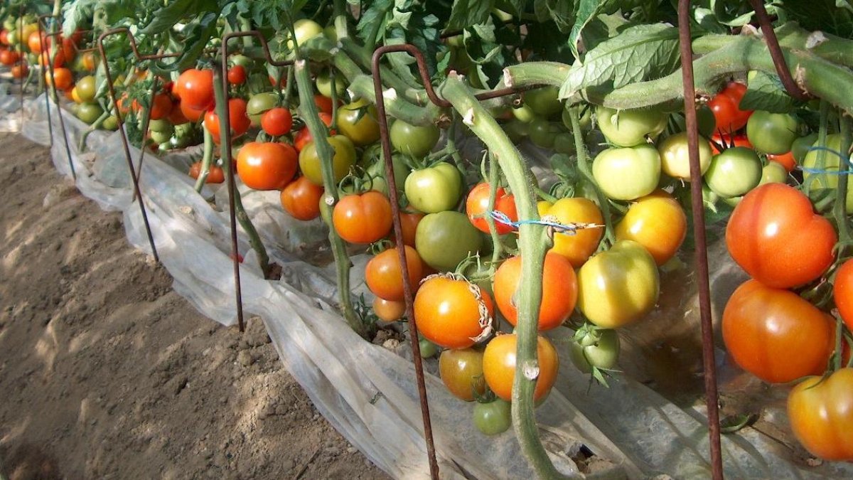 El Idiaf cuenta con 21 estaciones experimentales en el territorio nacional.