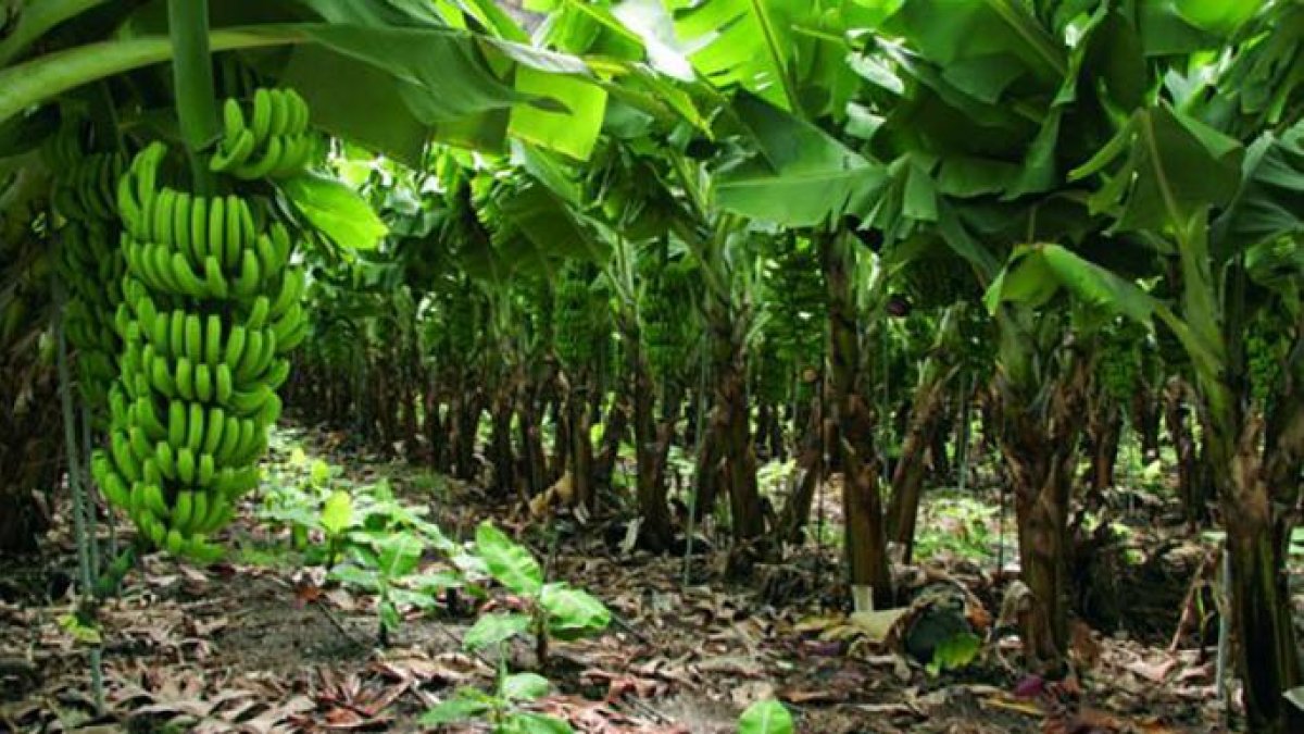 ¿Qué es el seguro agrícola paramétrico?