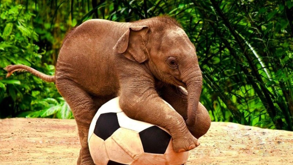 ¡Ternura a la vista previo al Mundial! Elefante de dos días 