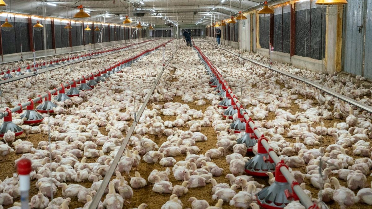 Avicultores agradecen al Gobierno por ley que exonera anticipo al agro
