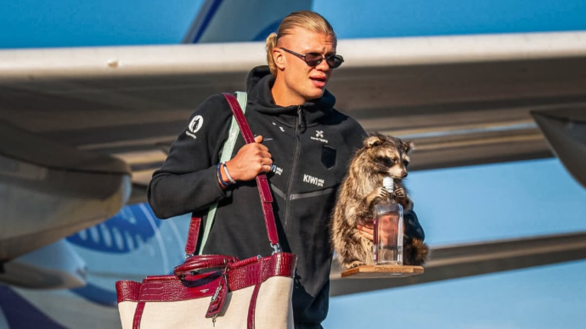 Qué es el mapache que Erling Haaland se llevó del Mundial y cuánto cuesta?