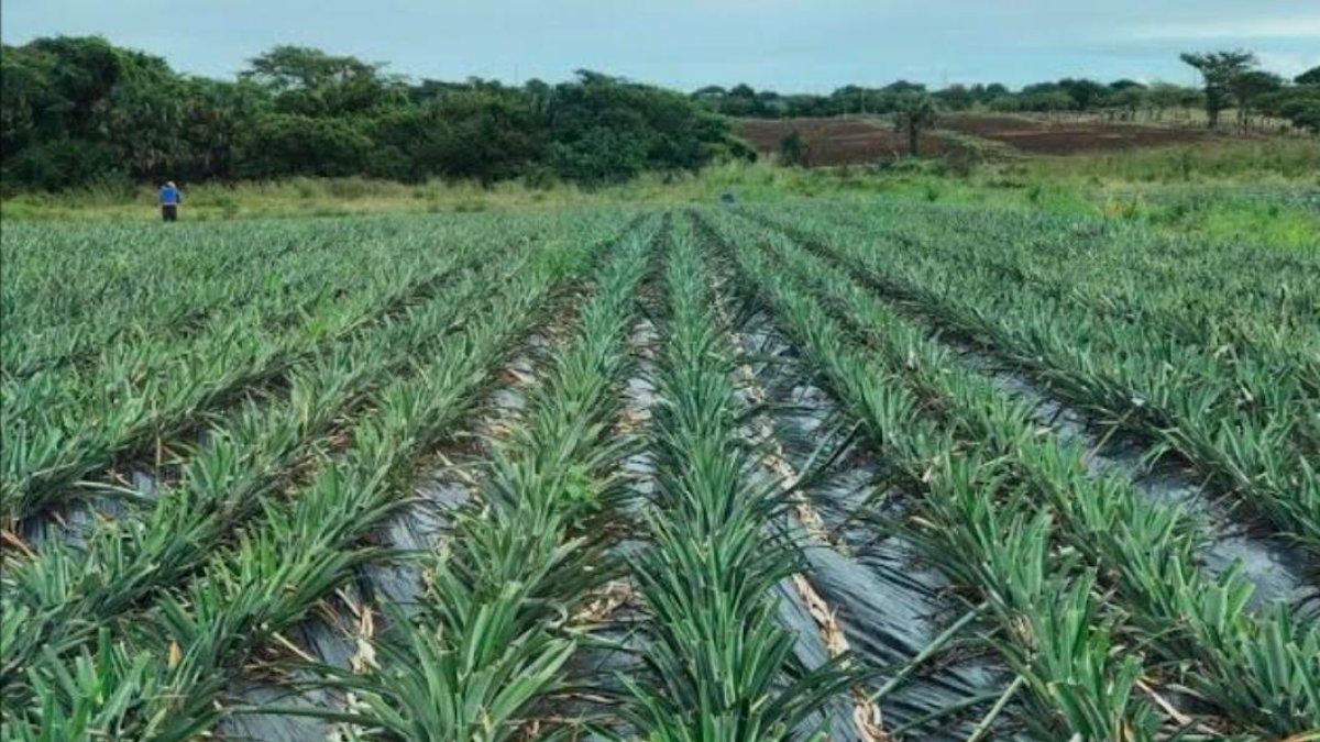 Crisis piña RD: Productores enfrentan desafíos