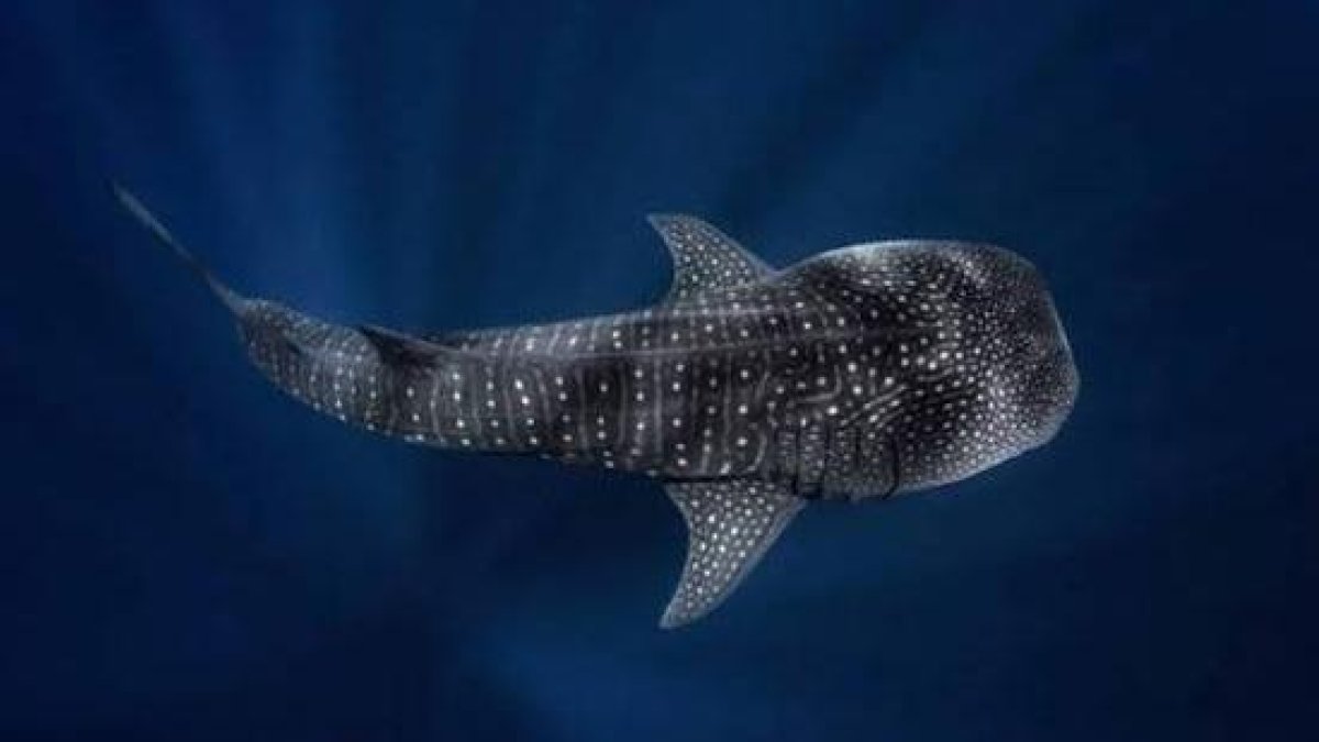 qu-come-el-animal-m-s-grande-del-mundo-as-se-alimenta-el-tibur-n-ballena