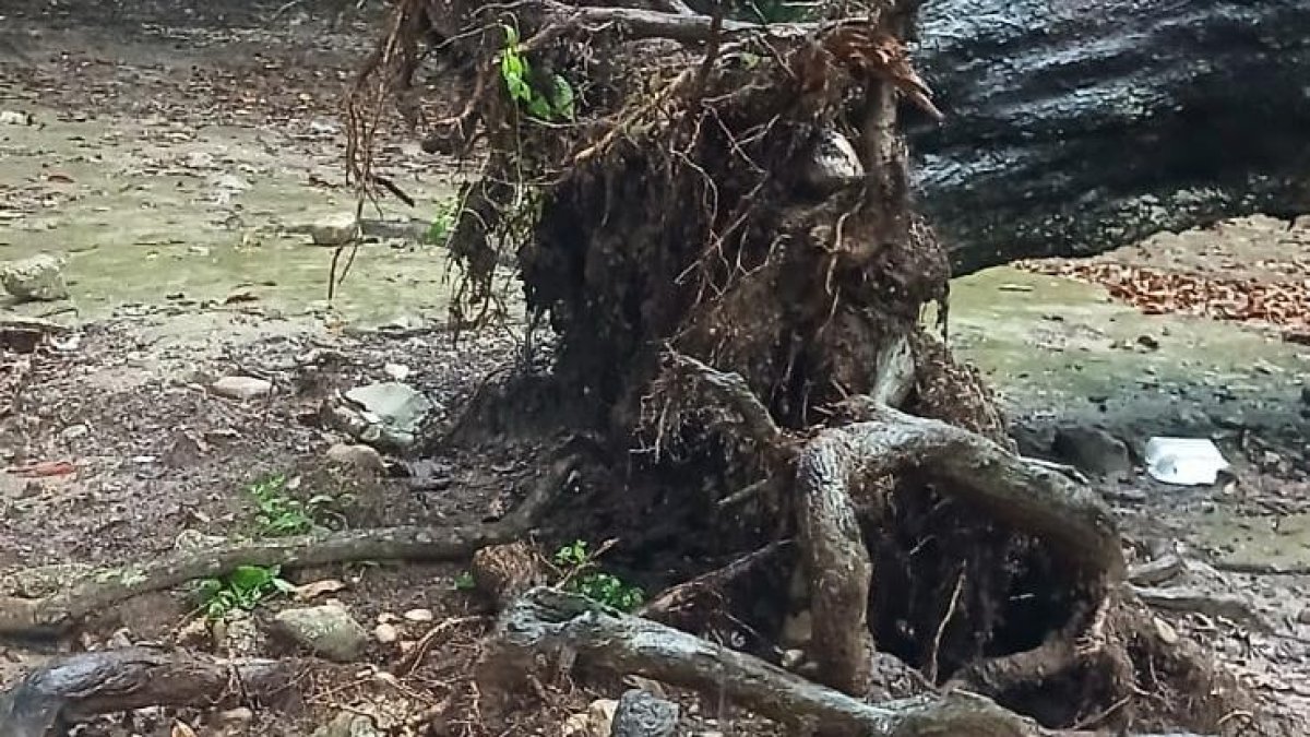 Lluvias incomunican frontera dominicana y dañan cosechas de aguacate