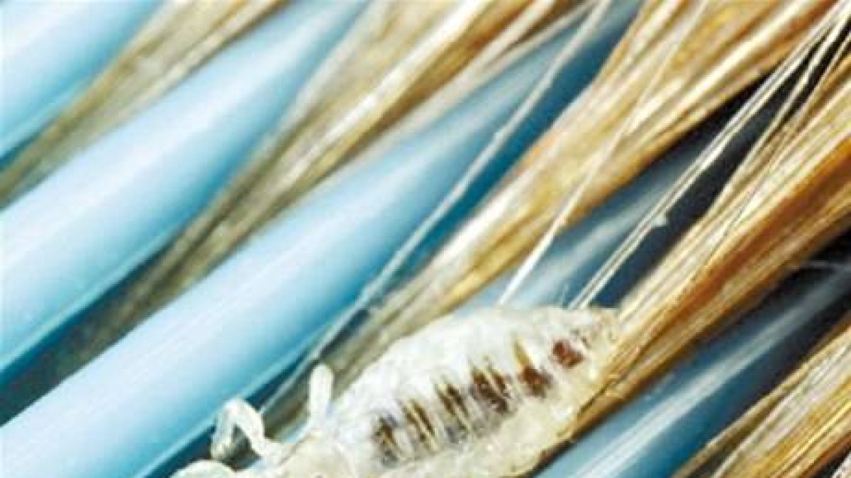 Los piojos, pequeños grandes enemigos de los niños