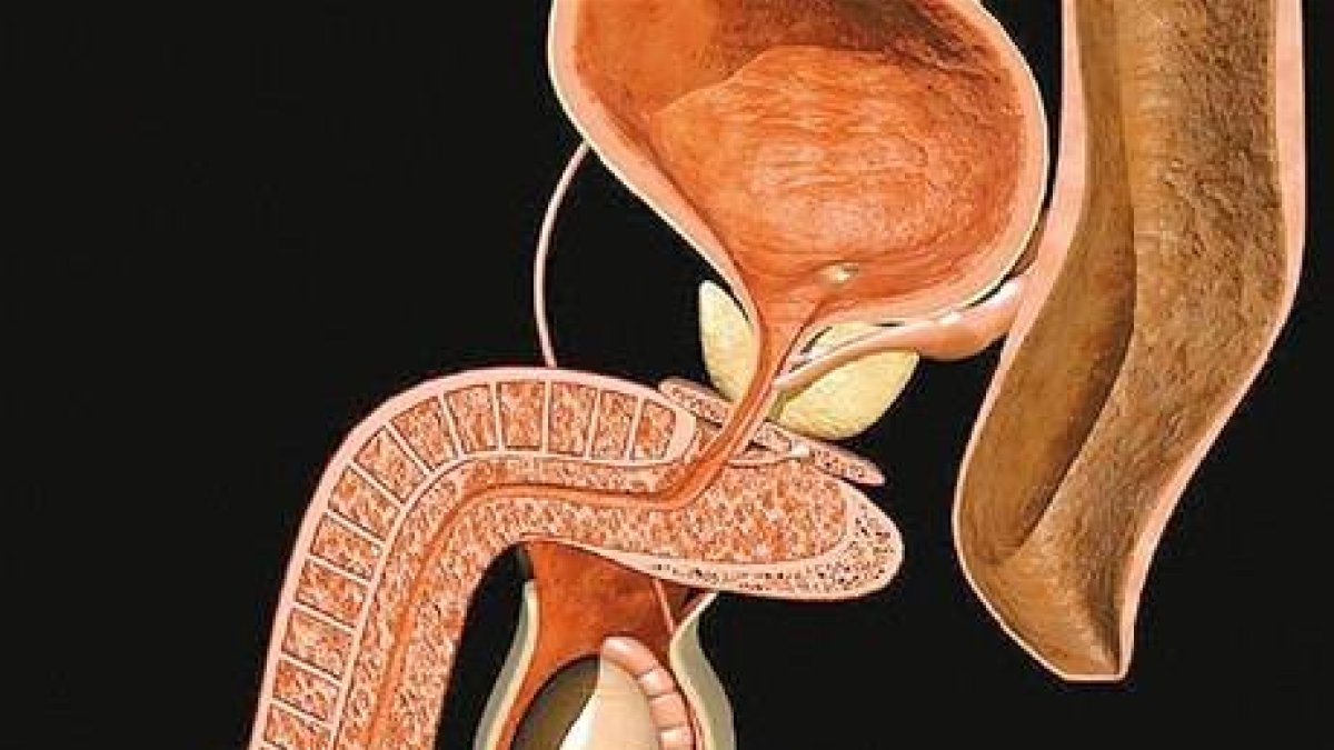 Los genitales masculinos y femeninos, conócelo todo