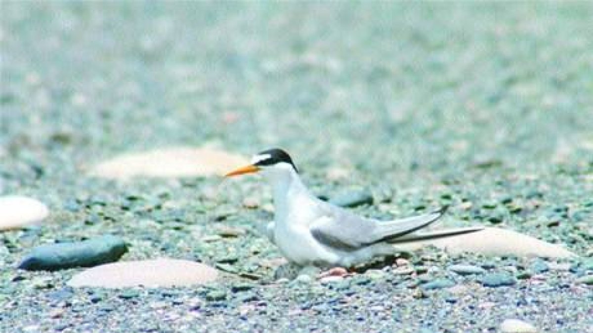 Inicia temporada de reproducción de las aves