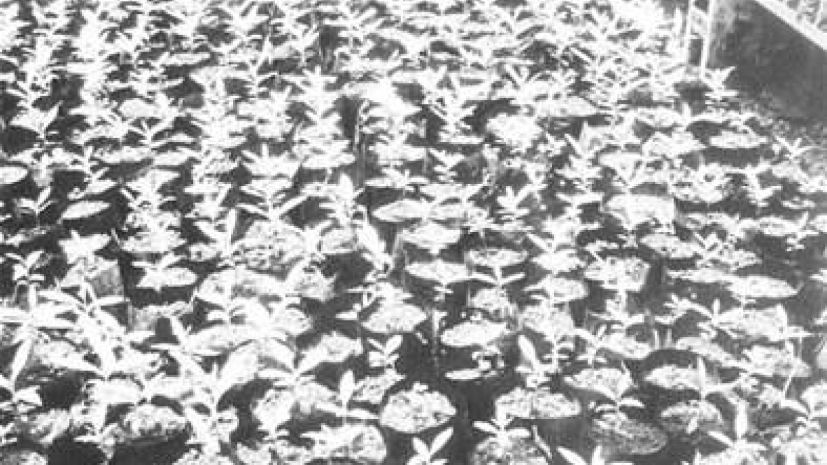 IAD y JICA fomentan la siembra pimienta,  malagueta, canela y clavo dulce