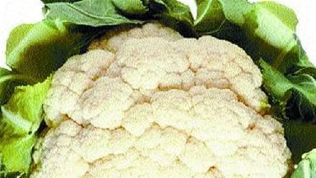 Coliflor, aproveche sus cualidades nutritivas y su sabor