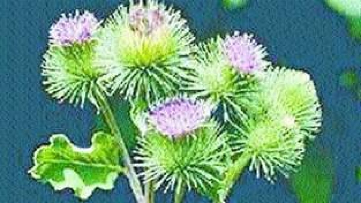 Para eliminar toxinas del intestino,  el riñón y el hígado