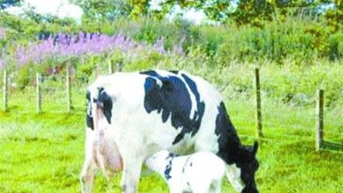 Ganaderos aportarán a desayuno 300 ,000 litros de leche al día