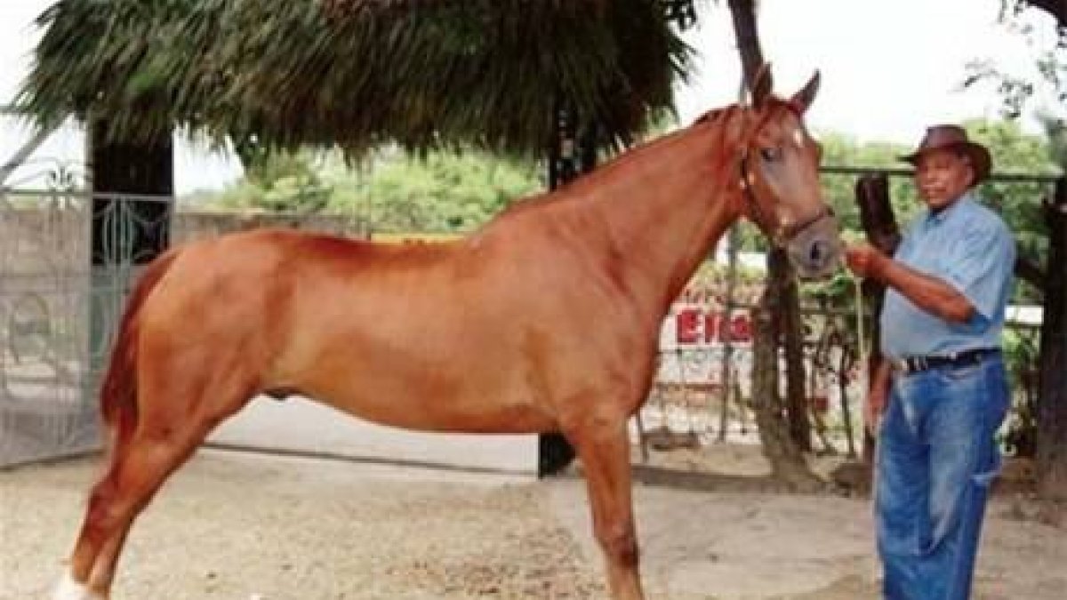 Criando caballos junto a Trujillo