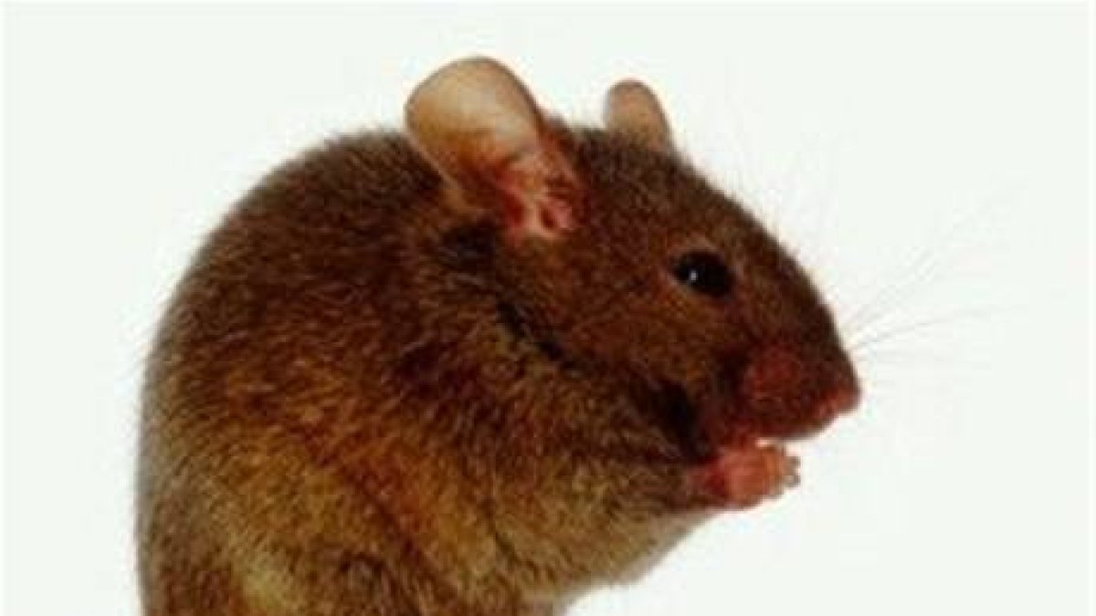 Casos leptospirosis alarman;mueren cuatro de 22 internos