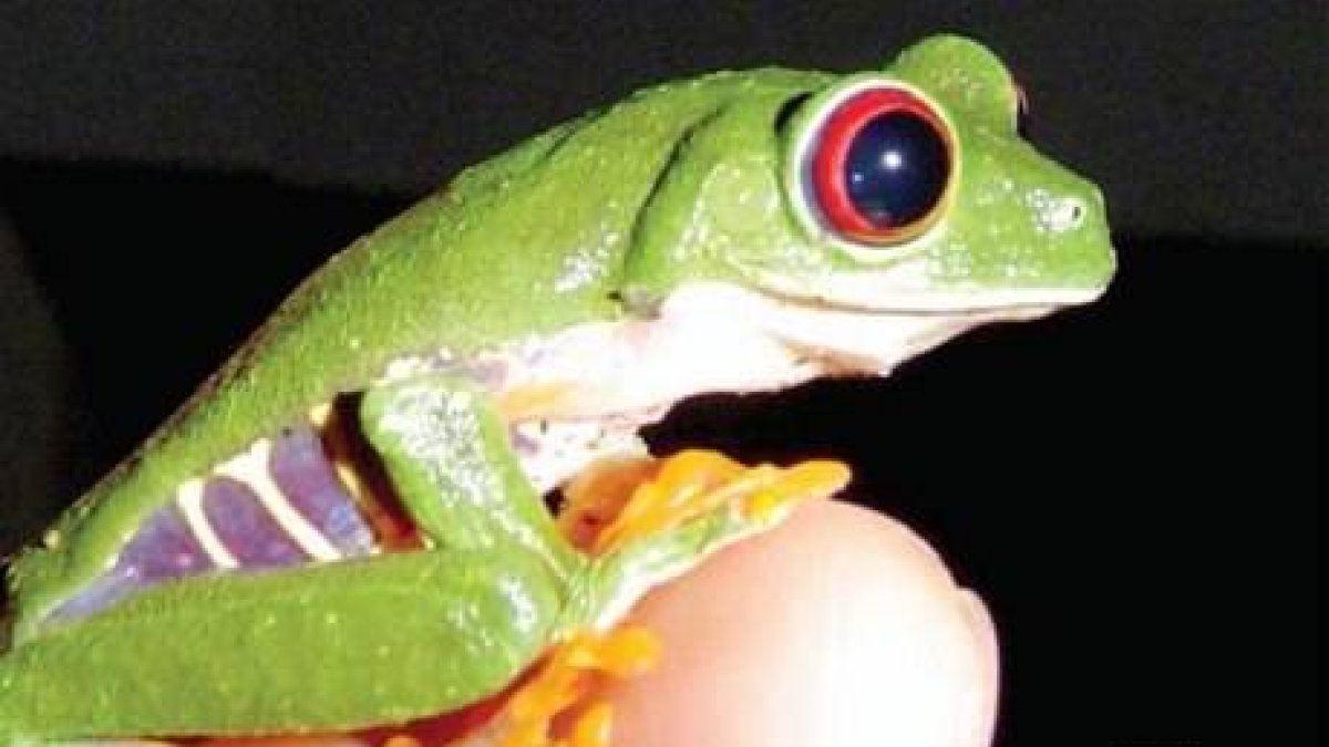 Saber + de CienciaUna campaña para salvar ranas del mundo